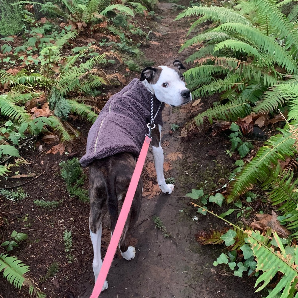 Gooby Sherpa pet sweater